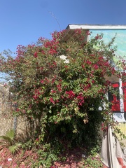 Bougainvillea