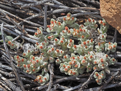 Helichrysum zwartbergense