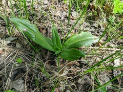 Himantoglossum caprinum