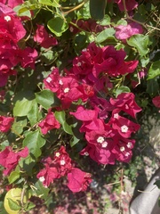 Bougainvillea
