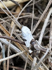 Tarache tetragona