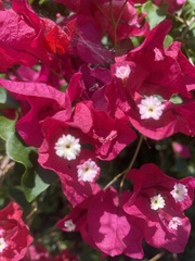 Bougainvillea