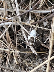Tarache tetragona