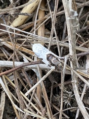 Tarache tetragona