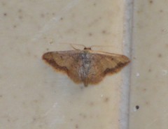 Idaea kendallaria