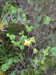 Hypericum edisonianum