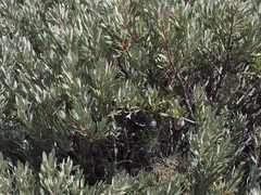 Protea pendula
