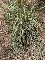 Andropogon cretaceus