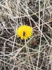 Astylus vittaticollis