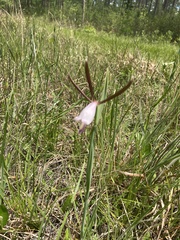 Cleistesiopsis oricamporum
