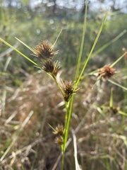 Rhynchospora cephalantha
