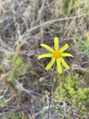 Othonna multicaulis