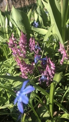 Corydalis solida