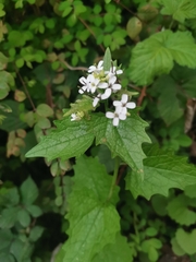 Alliaria petiolata