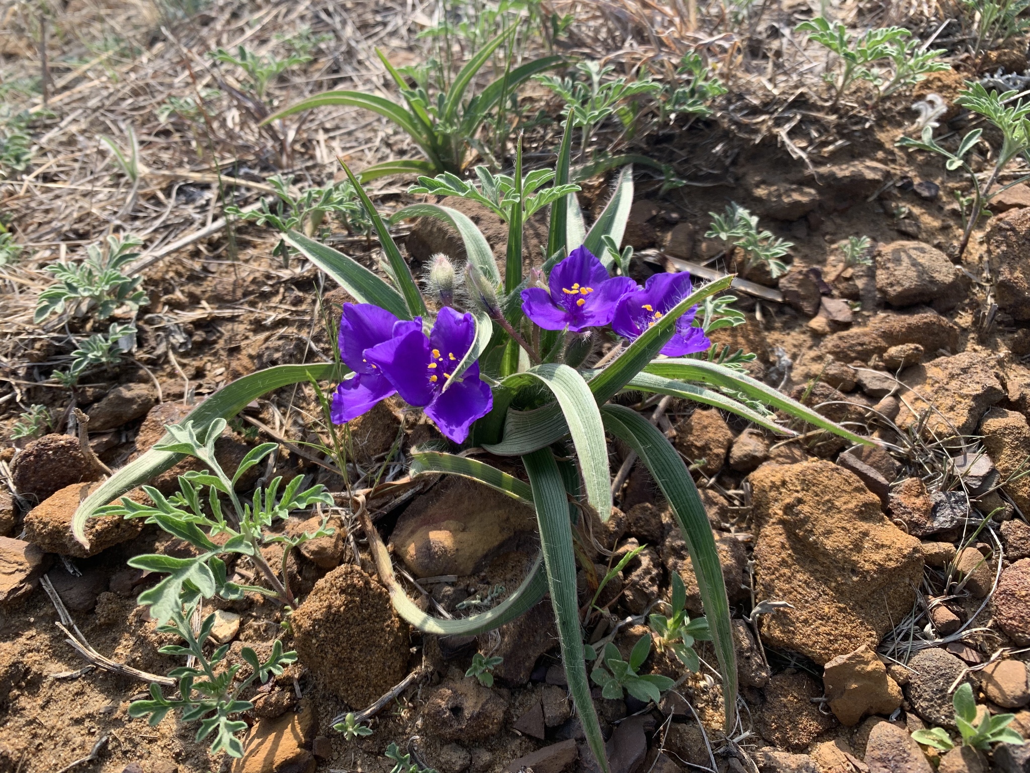 Tharp's Spiderwort (Tradescantia tharpii) · iNaturalist
