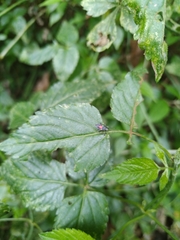 Stenomacra marginella