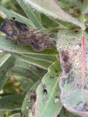 Chirodica
