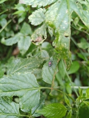 Stenomacra marginella