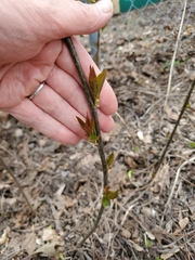 Prunus virginiana