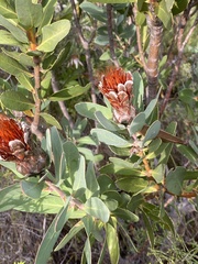 Protea lacticolor