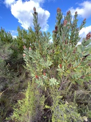 Protea lacticolor