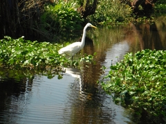 Ardea alba