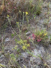 Othonna multicaulis