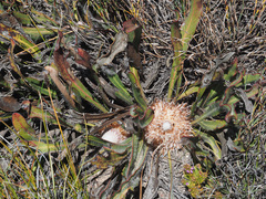Protea scabriuscula