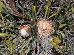 Protea scabriuscula