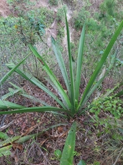 Agave