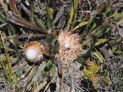 Protea scabriuscula