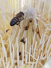 Chirodica