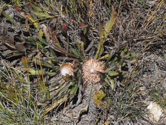 Protea scabriuscula
