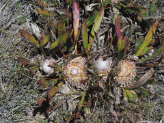 Protea scabriuscula