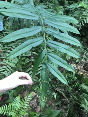 Coniogramme intermedia