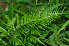 Pteris semipinnata