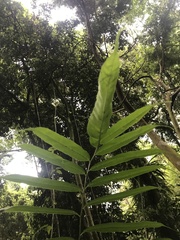 Coniogramme intermedia