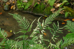 Pteris semipinnata