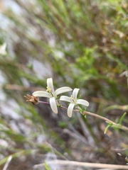 Wahlenbergia axillaris