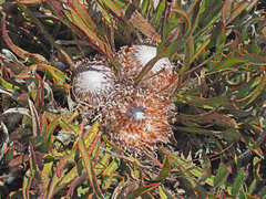 Protea scabriuscula