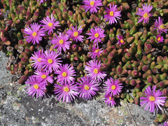 Esterhuysenia inclaudens