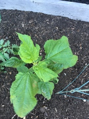 Solanum lycopersicum