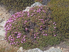 Esterhuysenia inclaudens