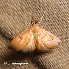 Hemiscopis sanguinea