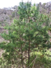 Pinus