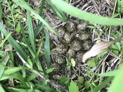 Lepus sinensis formosus