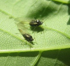 Periphyllus testudinaceus