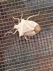 Euschistus