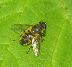 Myathropa florea