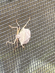 Euschistus